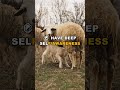 Do Sheep Know They Are Alive? Mirror Test Explained