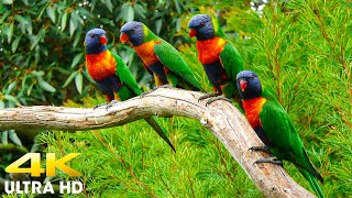 Macaw Parrots 4K |  Relaxing Music With Colorful Birds In The Rainforest
