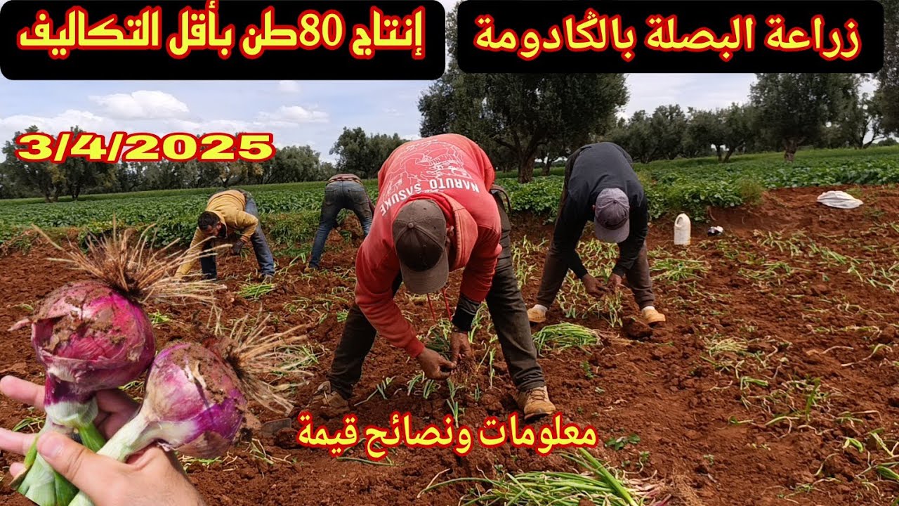 زراعة البصلة بالݣادومة كم تكلفة الهكتار وكم ينتج من طن و معلومات ونصائح قيمة