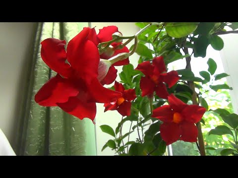 Видео: Цветы мандевиллы - когда цветет мандевилла и как долго