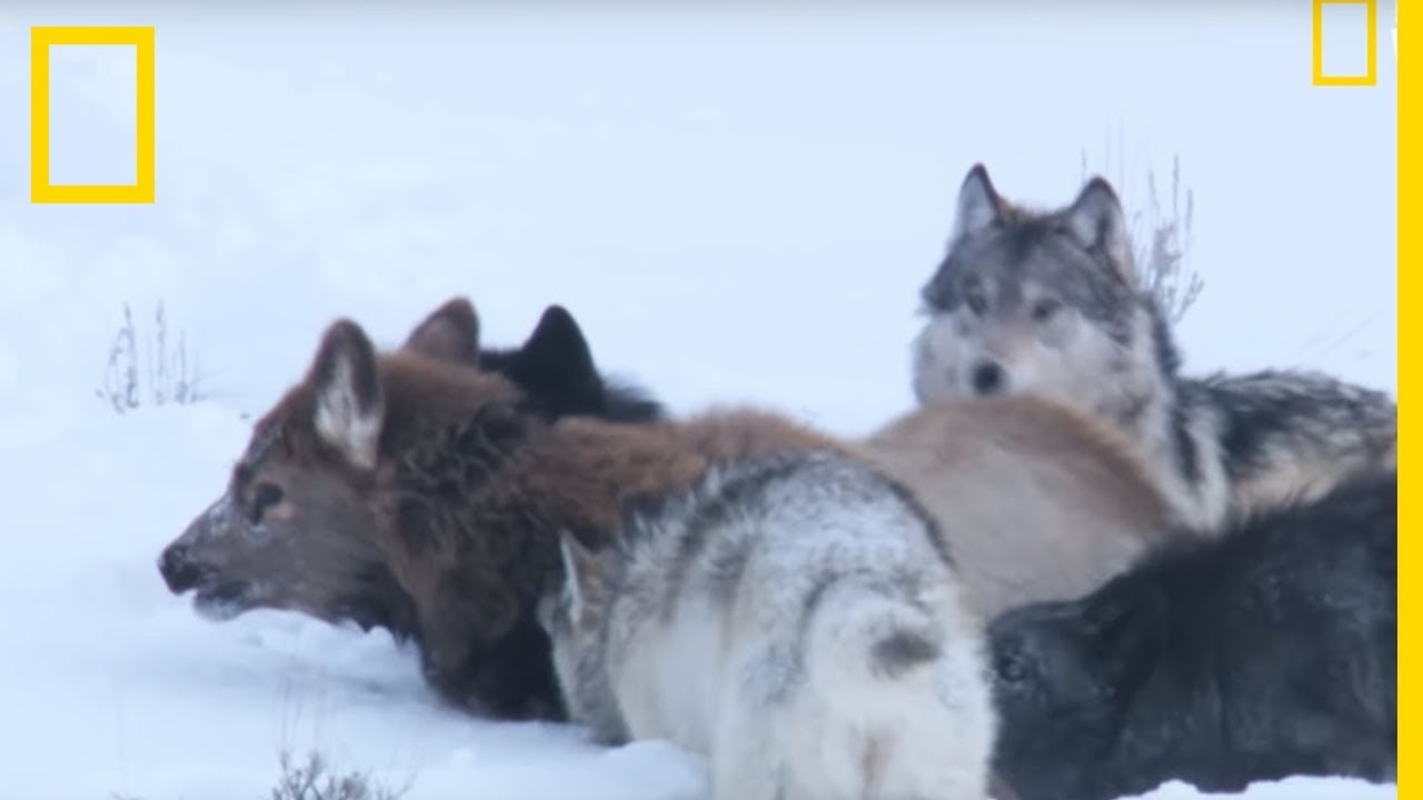 La Chasse En Meute Chez Les Loups Youtube La Chasse En Meute Chez Les Loups Youtube