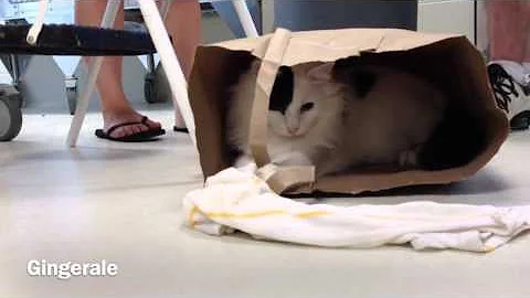 Video 6791361: maine coon turkish angora