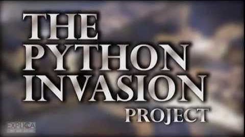 The Python Invasion Project: Swimming with gators to hunt pythons