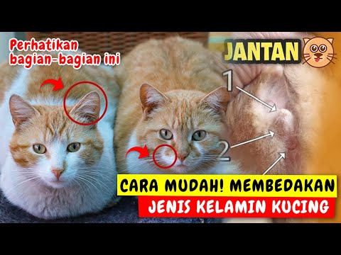 Video: Cara Membezakan Kucing Dari Kucing Dan Menentukan Jantina Anak Kucing: Bagaimana Membezakan Antara Lelaki Dan Perempuan Pada Usia Muda Dan Dewasa, Foto