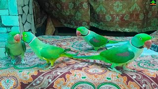 Mitthu Fun With His Raw Parrots Friends | Funny Mitthu Talking And Playing With Alexandrine Parrots