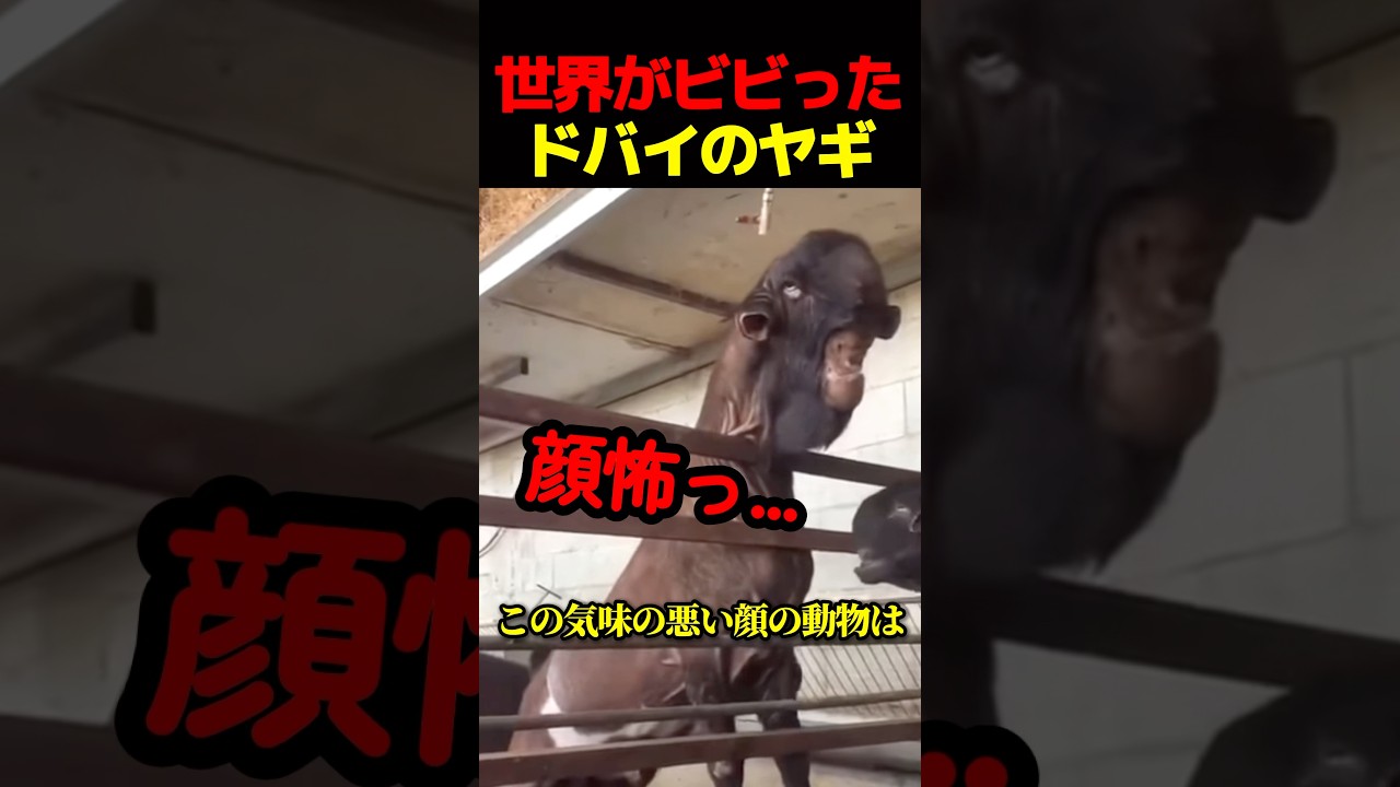 世界がビビったドバイのヤギ
