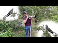 My first cuckoo of the year canon r7  rf 200800mm lens uk 4k