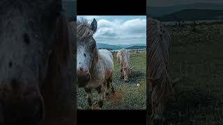 Байдарская ?️долинаCrimea☀️montagne horses?cavalli лошадки ромашки camomilla flora and fauna