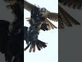 🦅peregrine Falcons VS Crow Air Fighting 😱 #youtube #birds 🦅#wildlife #nature #falconry#birds