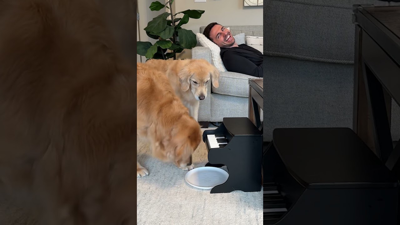 Funny reaction of dog when playing piano 🐶😂  #fannydog #dogshorts #dog