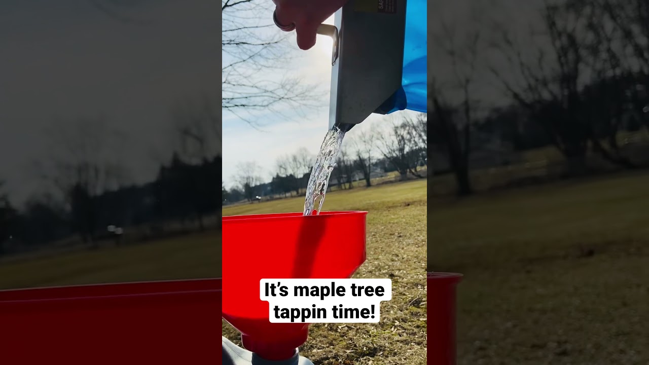 Time to make maple syrup this year!! Tapping 8 sugar maple trees!