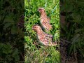 Female Quail Sound Quail Batair Shorts