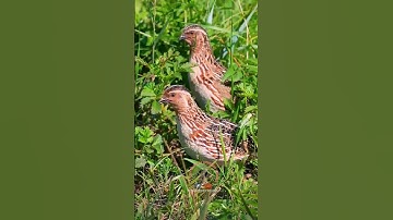 female quail sound #quail #batair #shorts