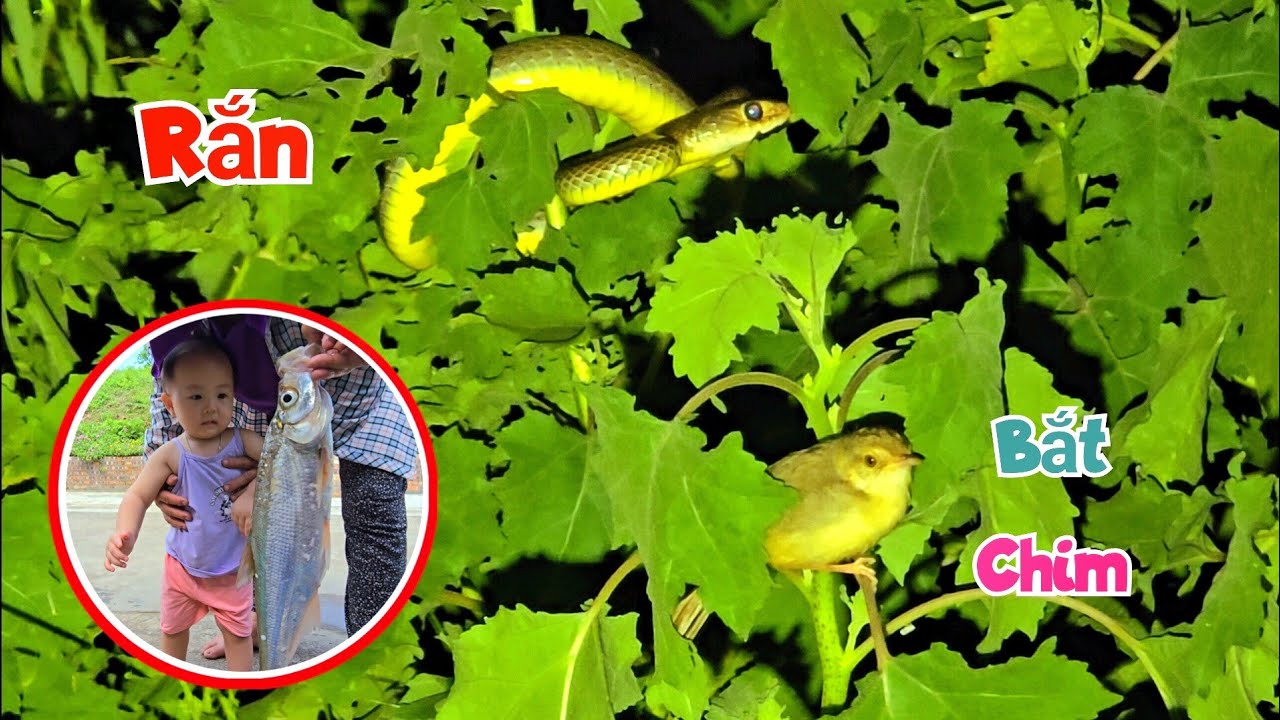 Thả Lưới Đêm Vô Tình Thấy Cảnh Rắn Săn Chim Và Được Rất Nhiều Cá To ...