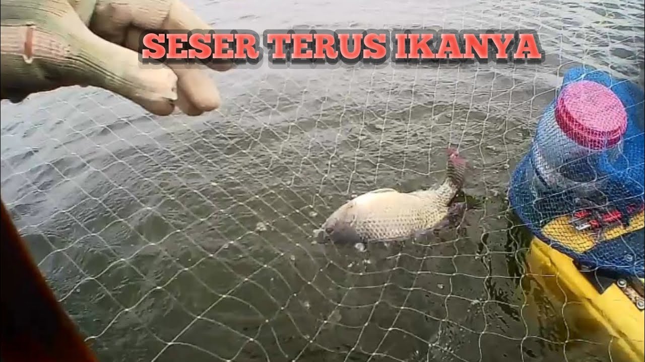 Ikanya banyak,.capek nyeser pakai tangan aja||branjang anco Eps.78