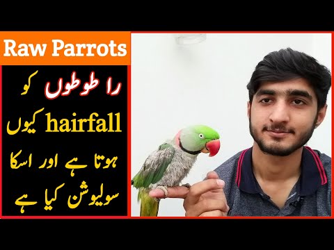 Raw Parrots feather falling problem and Solution Urdu/Hindi | Talking Parrot