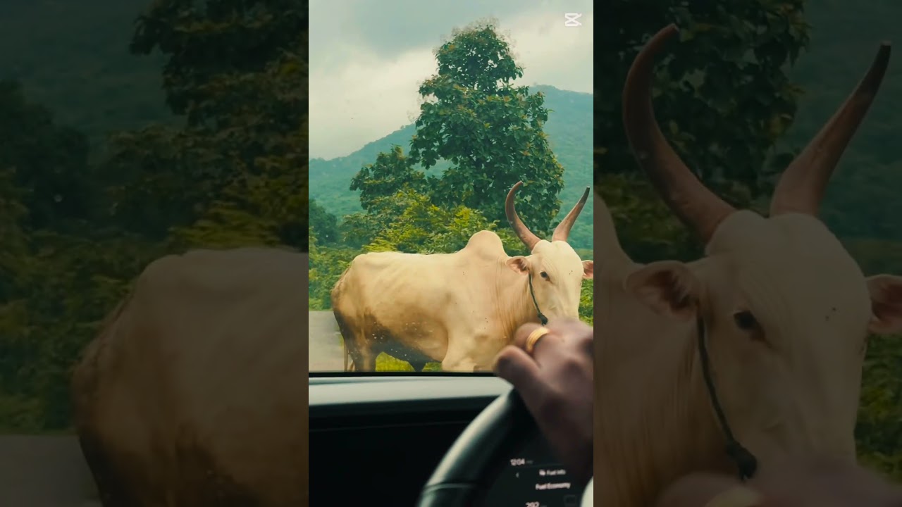 Konkan’s magic 🌿✨green fields, waterfalls & temple peace in serene Chiplun 🍃🌧️ 