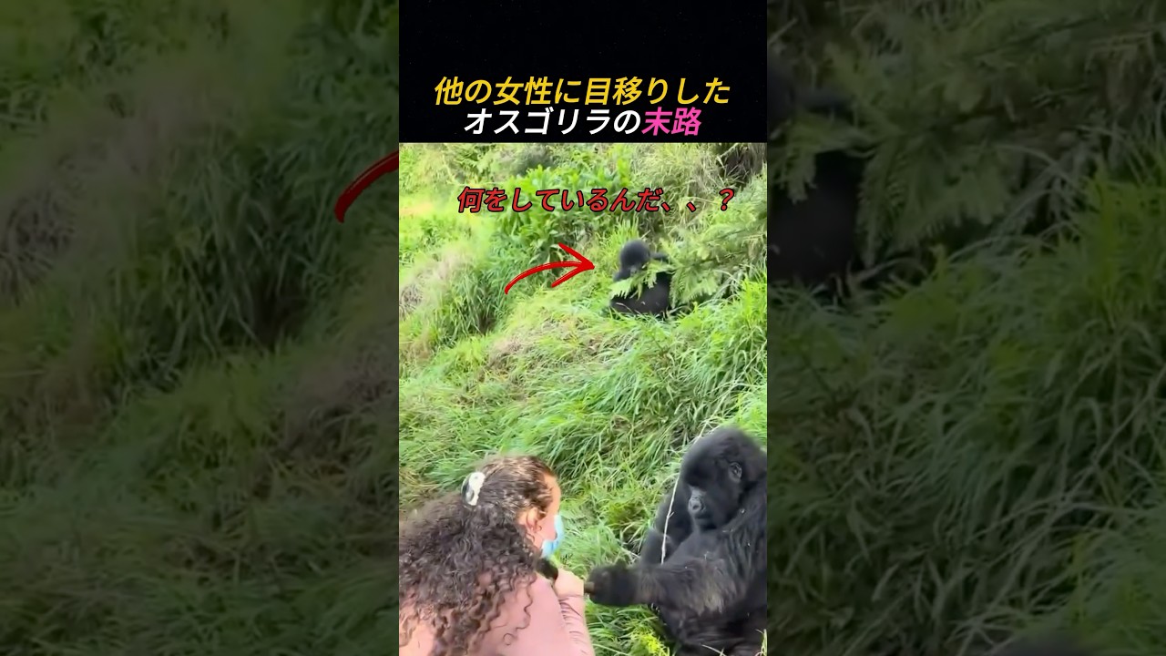 The fate of a male gorilla who became interested in other women