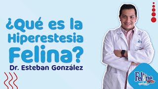 ¿Sabes qué es la Hiperestesia Felina? / Dr. Esteban González