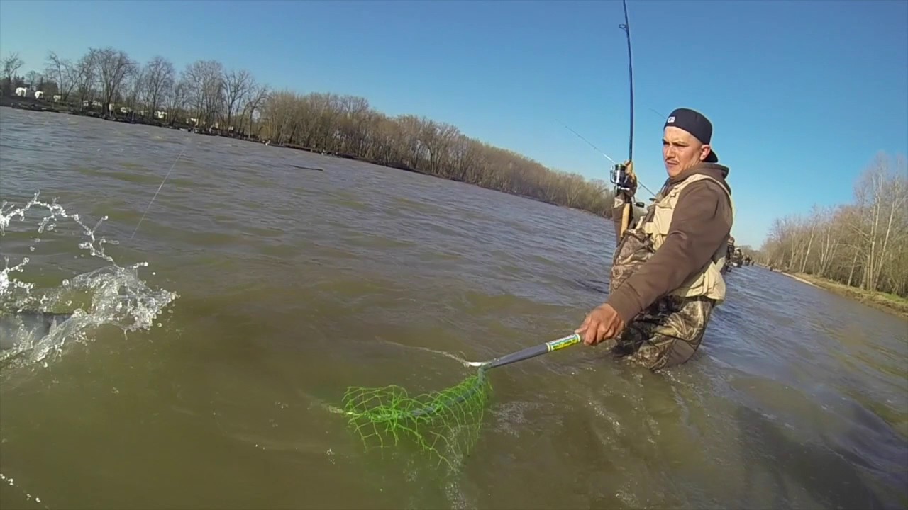 Maumee river walleye run YouTube