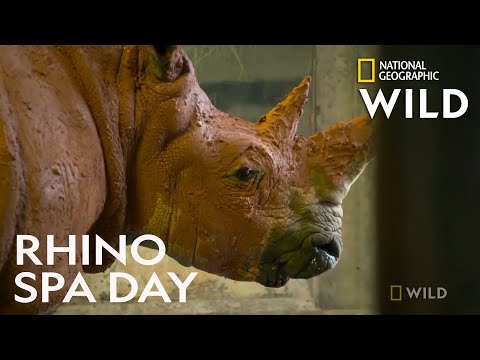 Rhino Gets a Mud Bath | Secrets of the Zoo