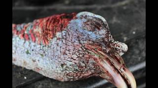 2026 PA GOBBLER OPENING DAY