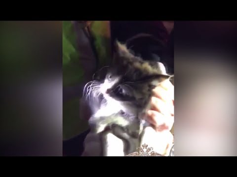 Видео: Котенок пережил 130-мильный переход в моторном отсеке автомобиля