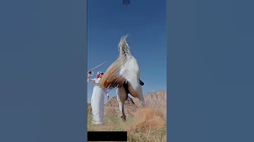 الخيل حالة ستوري صلت وجلت وقلت وطلت ولازلت رقبتي سدادة 