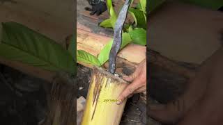 Por Que Alguns Ferreiros Resfriam o Ferro na Lama ou Bananeira?