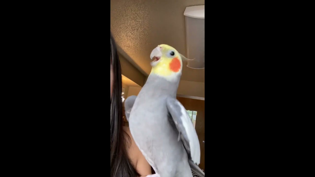 Little parrot sings after getting a kiss  parrot  bird  cute  pet  cockatiel