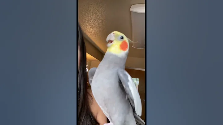 Little parrot sings after getting a kiss #parrot #bird #cute #pet #cockatiel - DayDayNews
