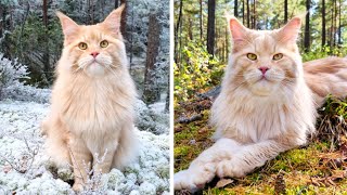 1 Year in the Forest - Maine Coon Cat Buster