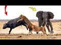 Hero Elephant save Buffalo in despair between King Lions hungry