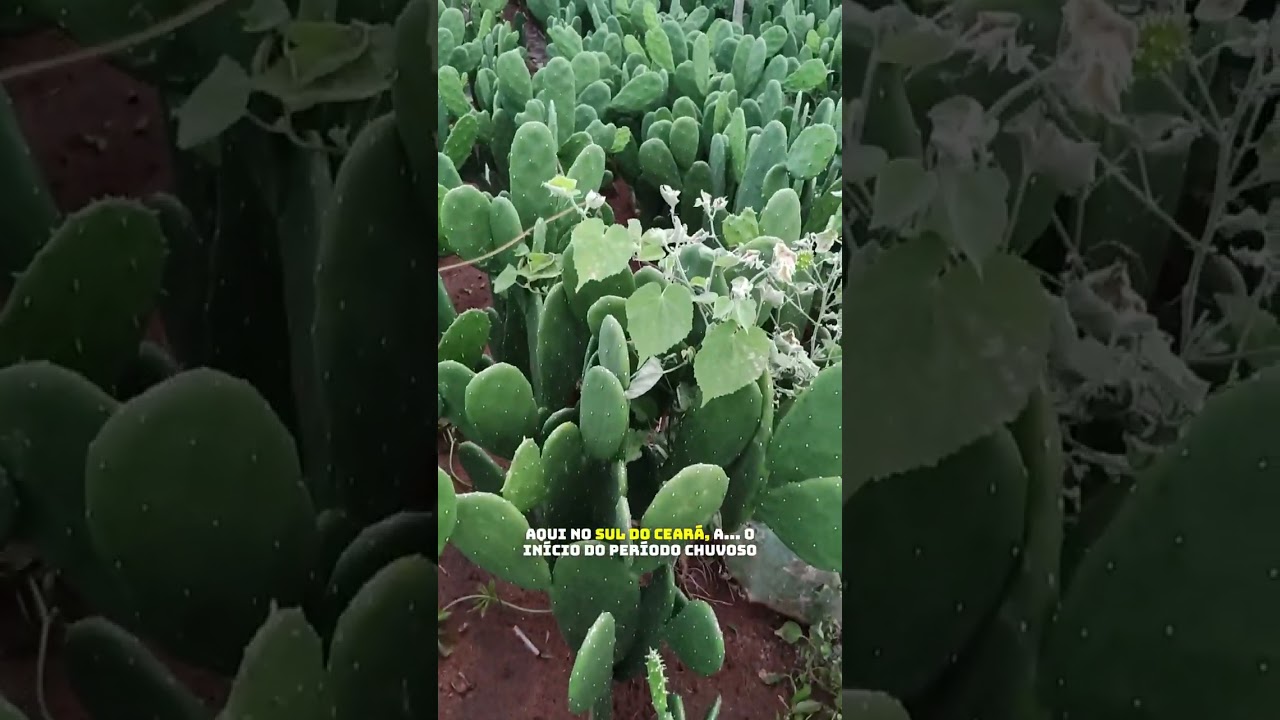 Cultivo Intensivo de Palma. Sítio Cedro, município de Brejo Santo-CE.