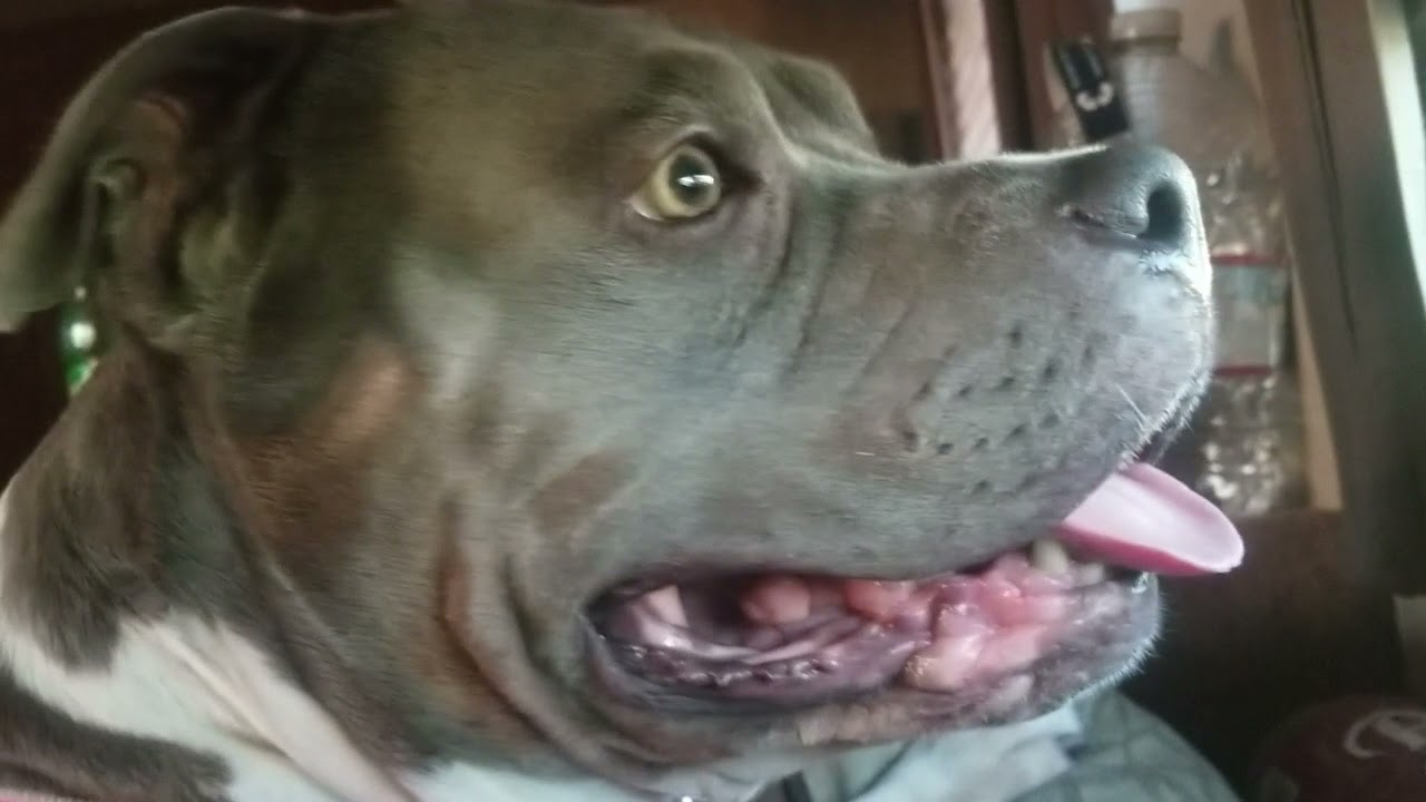 Blowing My Dog YouTube