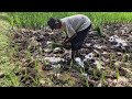 AMAZING RHYTHM! HOW TRADITIONAL FARMERS PLANT RICE RHYTHMICALLY BY HAND - Agriculture Farming
