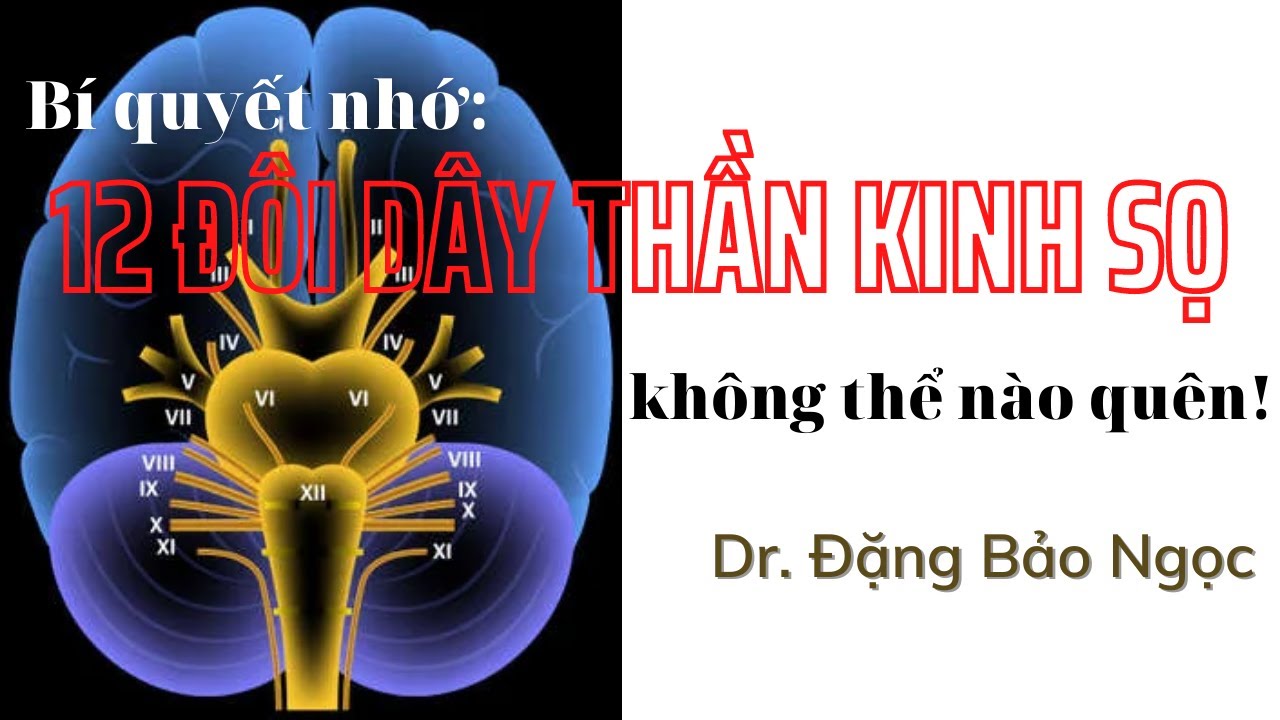 12 ĐÔI DÂY THẦN KINH SỌ