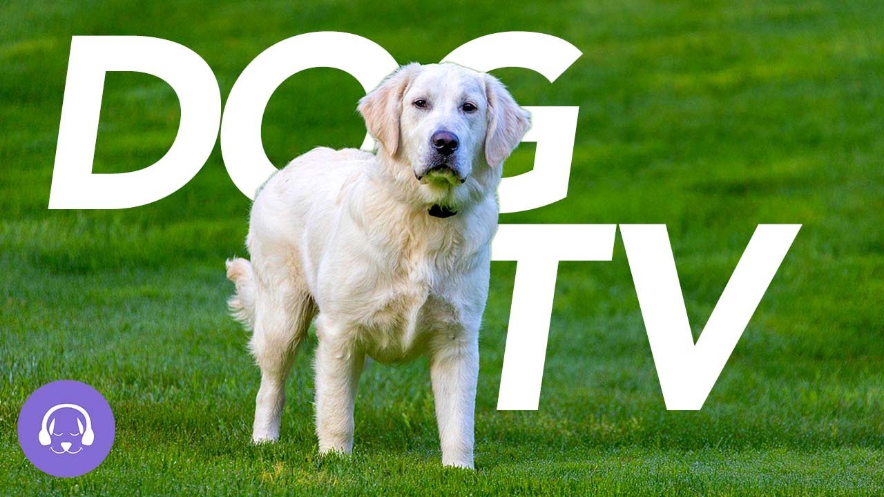 EXCITING TV for DOGS Virtual Dog Walk (20 Hours) YouTube