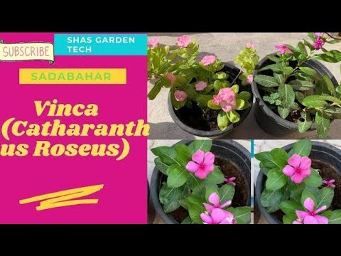 Video: Catharanthus Pink