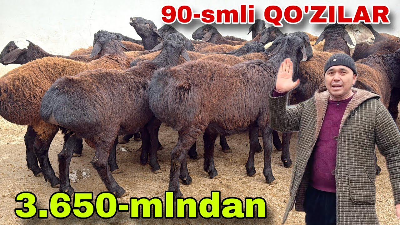 🔥 90-SM XISORI QO’CHQORLAR! Marufjon Akadan 1-Qo’ldan Arzon Narx 💰