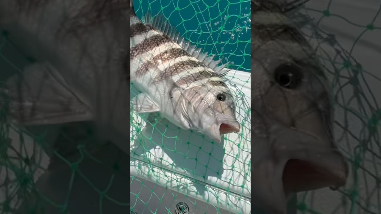 Огромные зубы овцеголовой рыбы. 