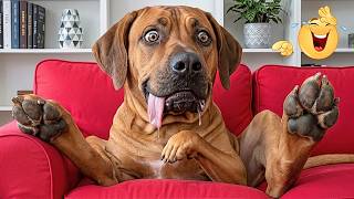 When God Sends You Funny Dogs 😹🐶 Laugh Non-Stop With These Funny Videos! screenshot 3