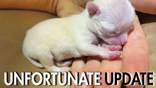 Unfortunate Update - Margo The Tiniest Chihuahuas Puppy Sweetie Pie Pets By Kelly Swift