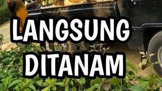 Cerita harian 4 || Ga pake lama dateng langsung tanam!!!