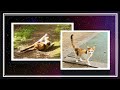왜 '고양이'를 '나비'라고 부를까? 🤔😽
