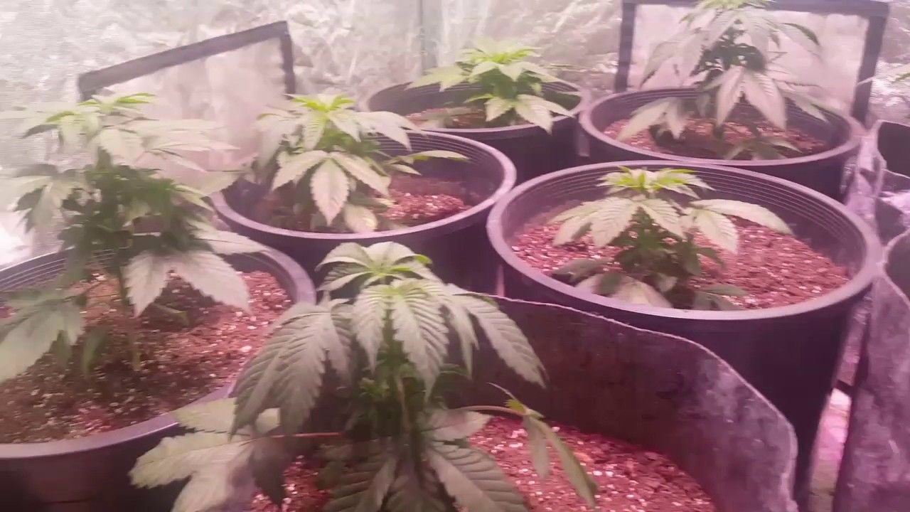4x4 Friday EP. 4 - DuoLux 600 Fully Lit, Plants Topped and Transplanted