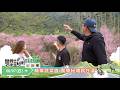 《精采預告》精華蔬菜醬 賞櫻秘境就在這-第361集-2026/ 6/ 7