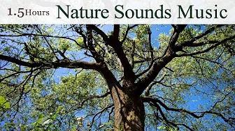 ★1.5 Hours★ 吳金黛的大自然音樂精選 / The Best Nature Sounds Music of Taiwan (By Wu Judy Chin-tai) ★1.5 Hours★ 吳金黛的大自然音樂精選 / The Best Nature Sounds Music of Taiwan (By Wu Judy Chin-tai)