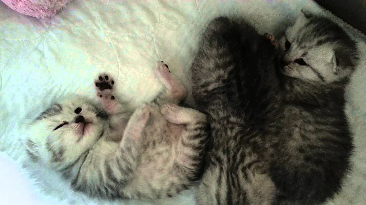Watch the video about BRITISH SHORTHAIR & SCOTTISH FOLD KITTENS 3 WEEKS OLD - SPOTTED TABBY