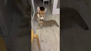 Playful Dog Drags Cat by the Withers
